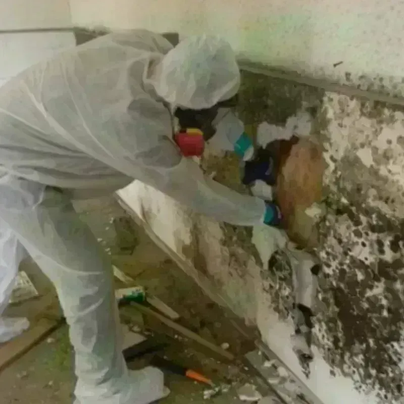 Mold Remediation and Removal in Cochituate, MA